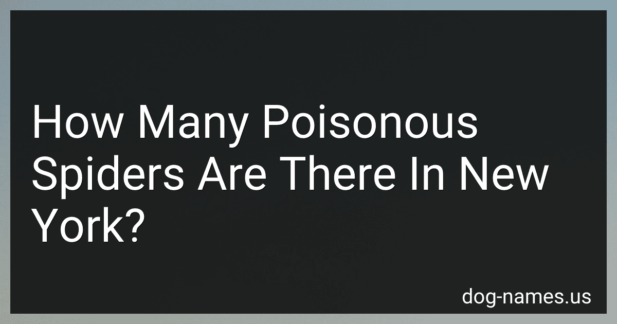 How Many Poisonous Spiders Are There In New York? preview