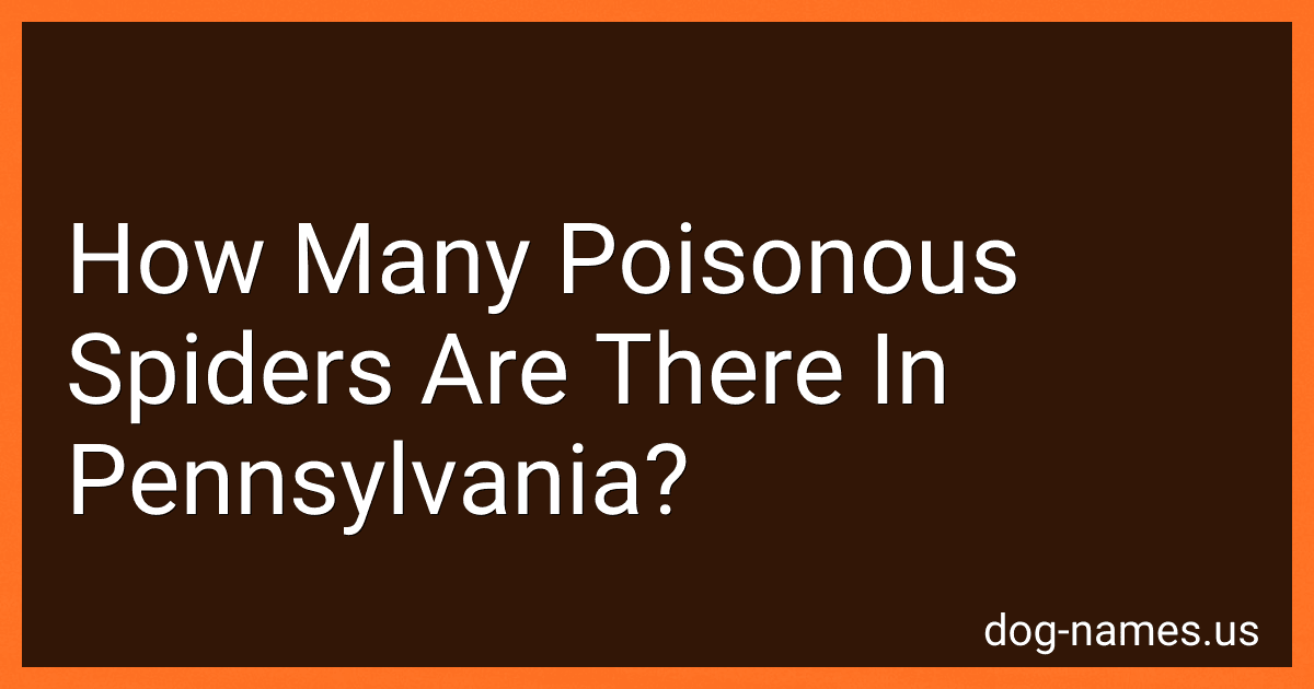 How Many Poisonous Spiders Are There In Pennsylvania? preview