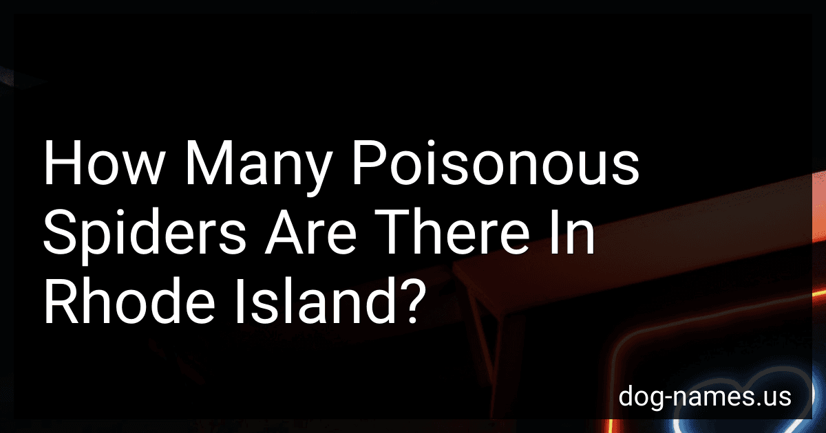 How Many Poisonous Spiders Are There In Rhode Island? preview
