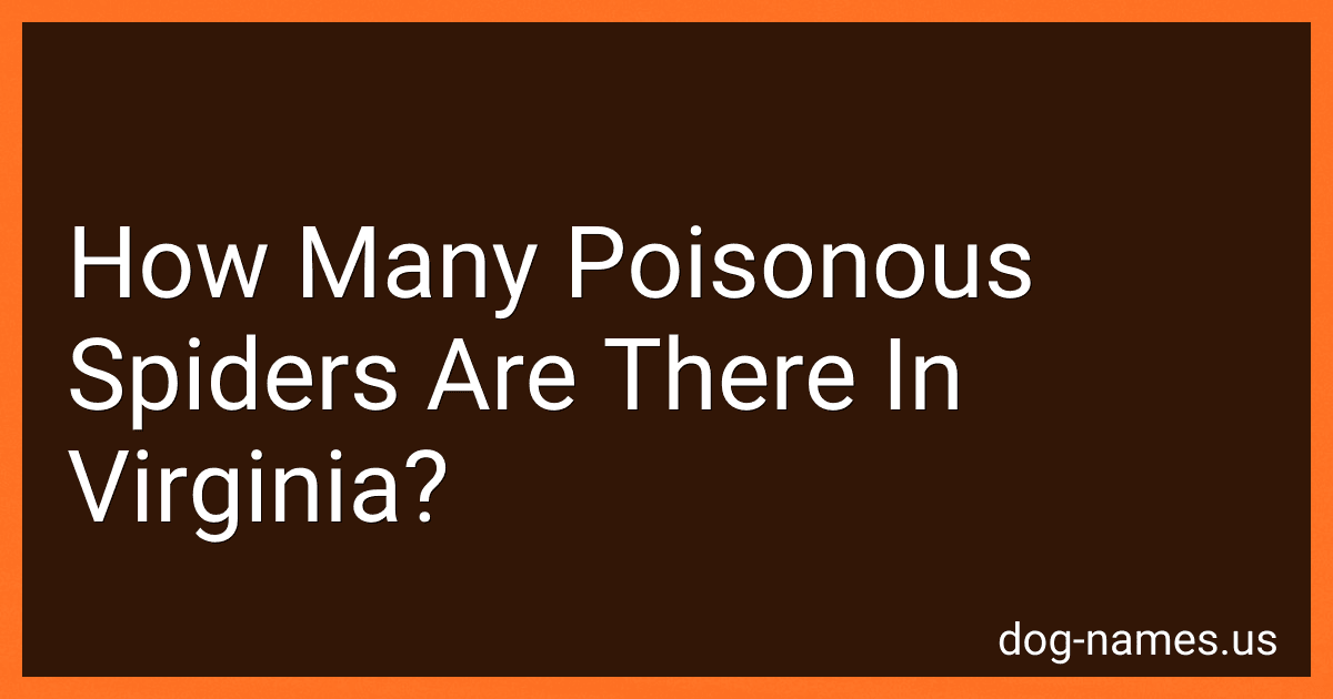 How Many Poisonous Spiders Are There In Virginia? preview