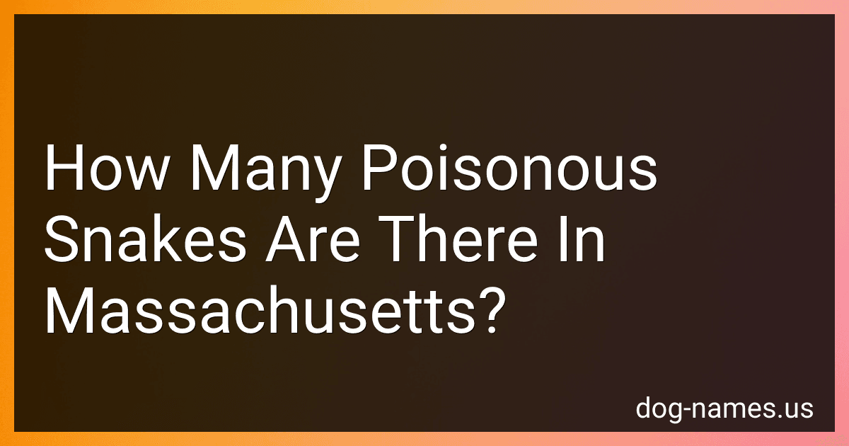 How Many Poisonous Snakes Are There In Massachusetts? preview