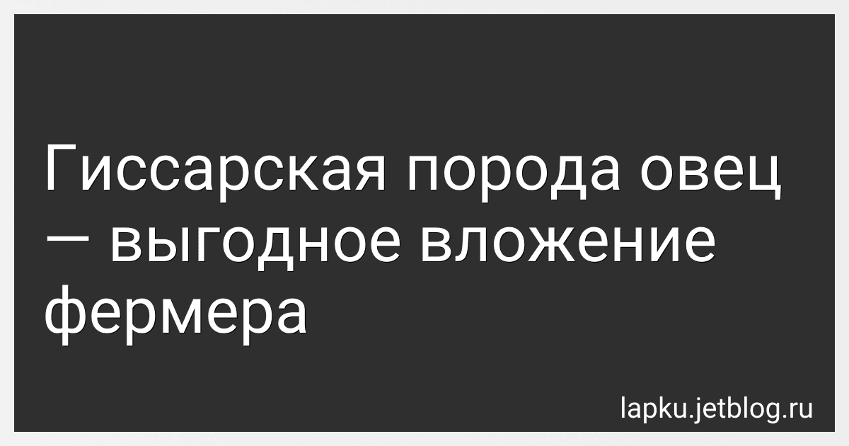 Гиссарская порода овец - выгодное вложение фермера preview