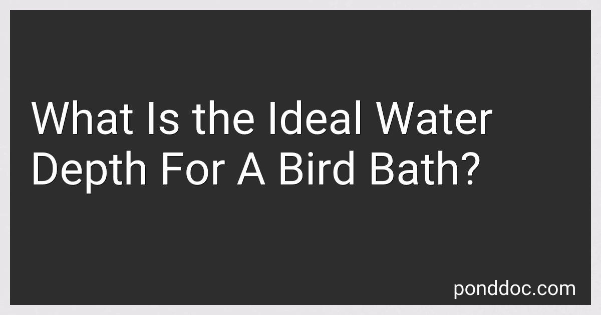 What Is the Ideal Water Depth For A Bird Bath? preview