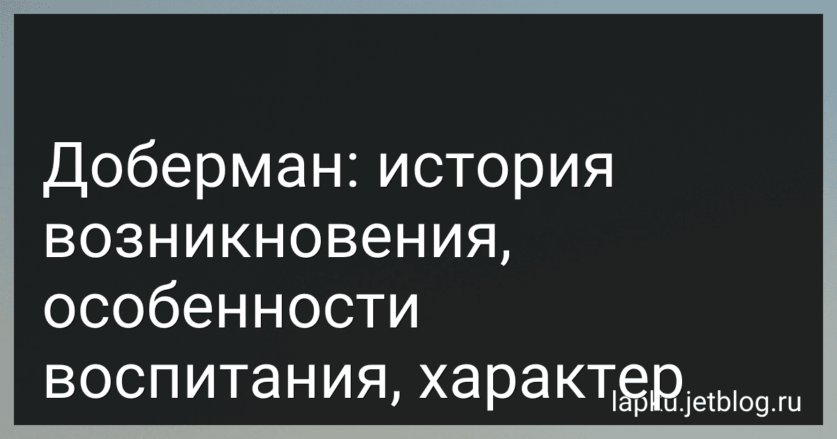 Доберман: история возникновения, особенности воспитания, характер preview