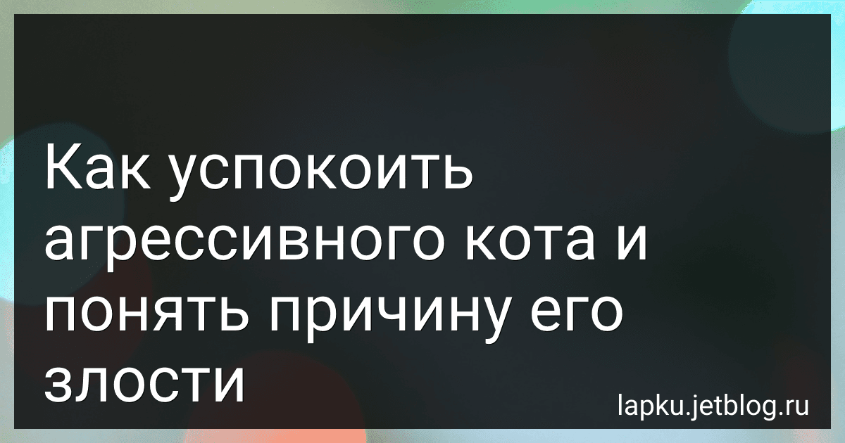 Как успокоить агрессивного кота и понять причину его злости image