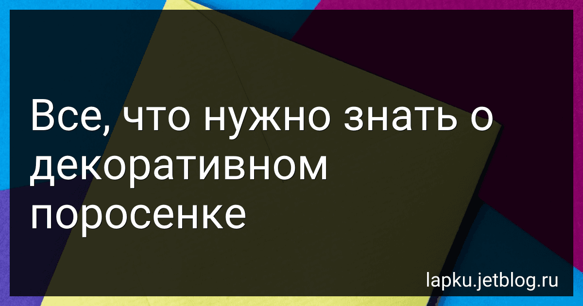 Все, что нужно знать о декоративном поросенке image