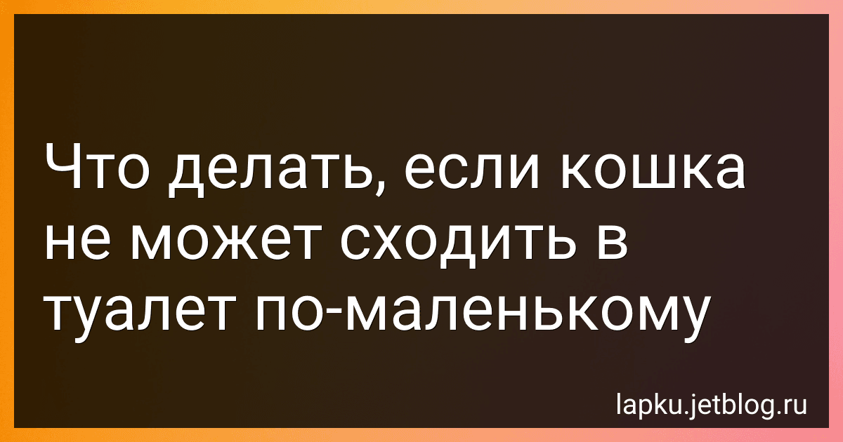 Что делать, если кошка не может сходить в туалет по-маленькому image
