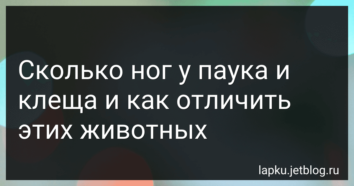 Сколько ног у паука и клеща и как отличить этих животных image