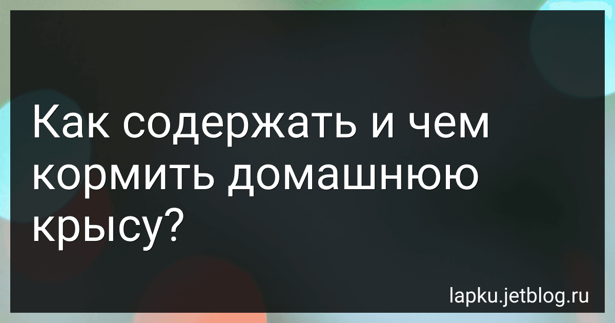 Как содержать и чем кормить домашнюю крысу? image