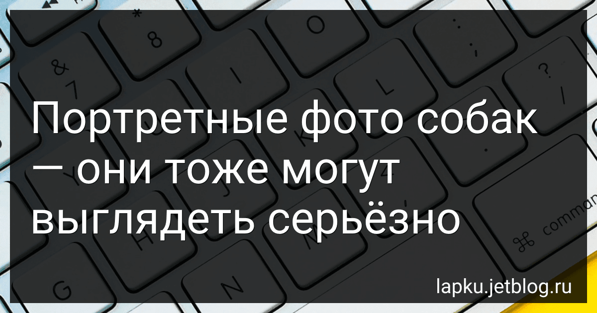 Портретные фото собак - они тоже могут выглядеть серьёзно preview
