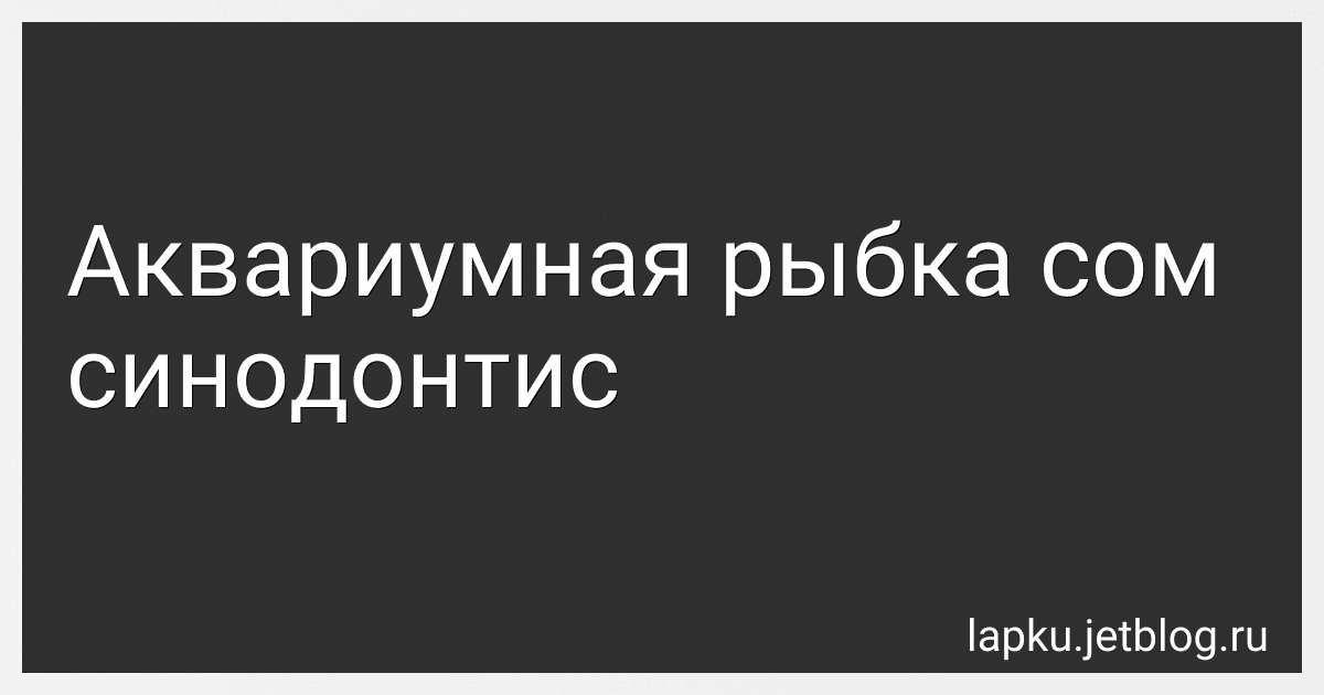Аквариумная рыбка сом синодонтис image
