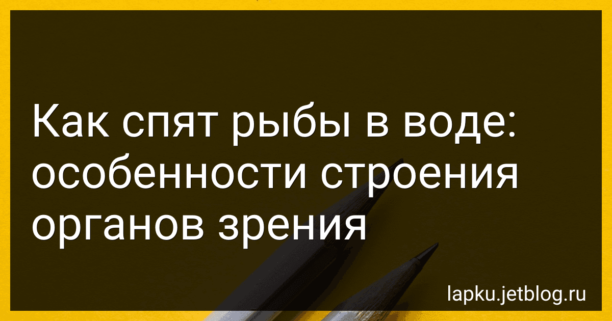 Как спят рыбы в воде: особенности строения органов зрения preview