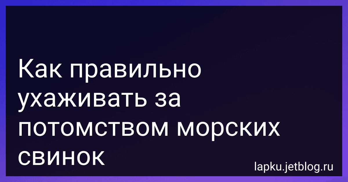 Как правильно ухаживать за потомством морских свинок image
