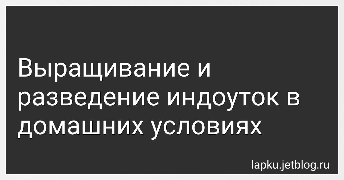 Выращивание и разведение индоуток в домашних условиях image