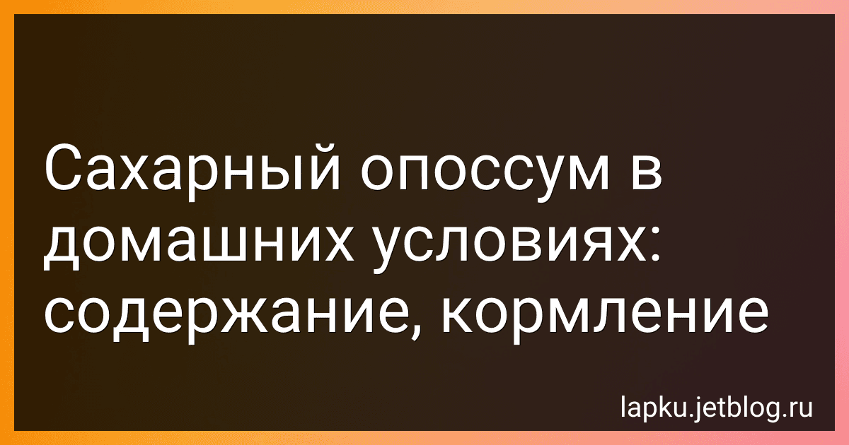 Сахарный опоссум в домашних условиях: содержание, кормление image