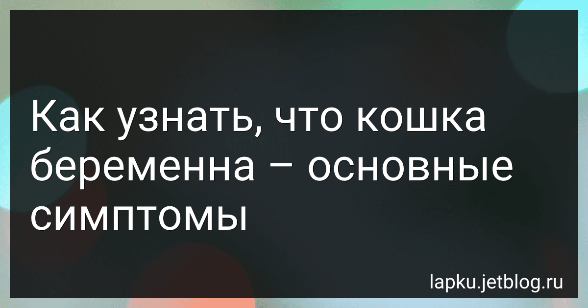 Как узнать, что кошка беременна – основные симптомы image