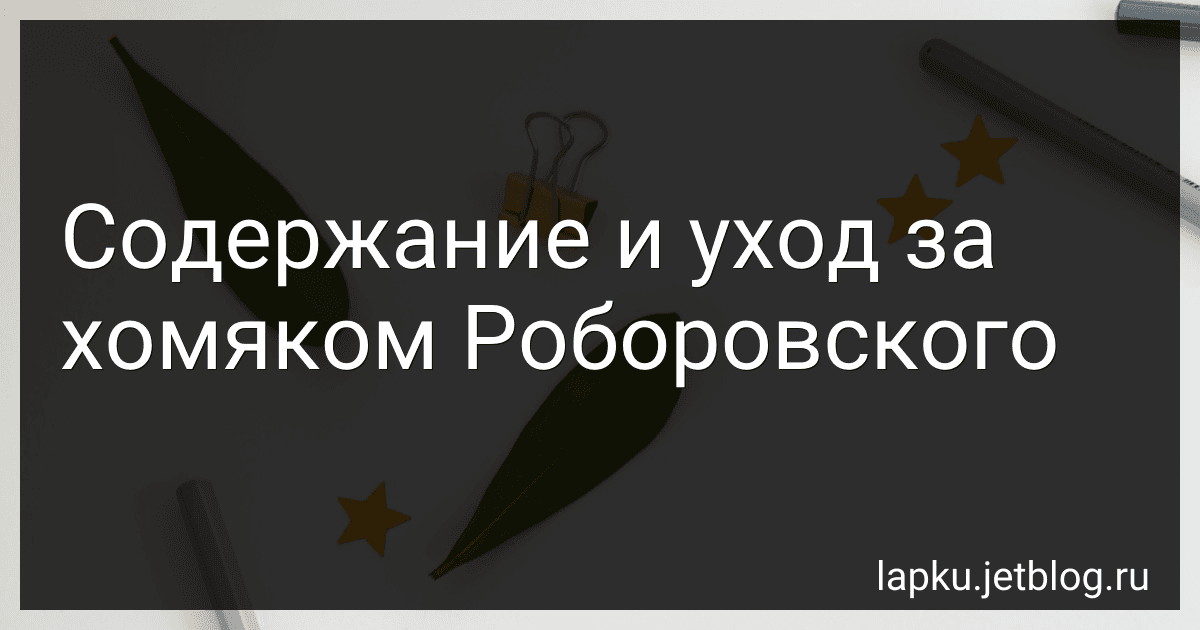 Содержание и уход за хомяком Роборовского image