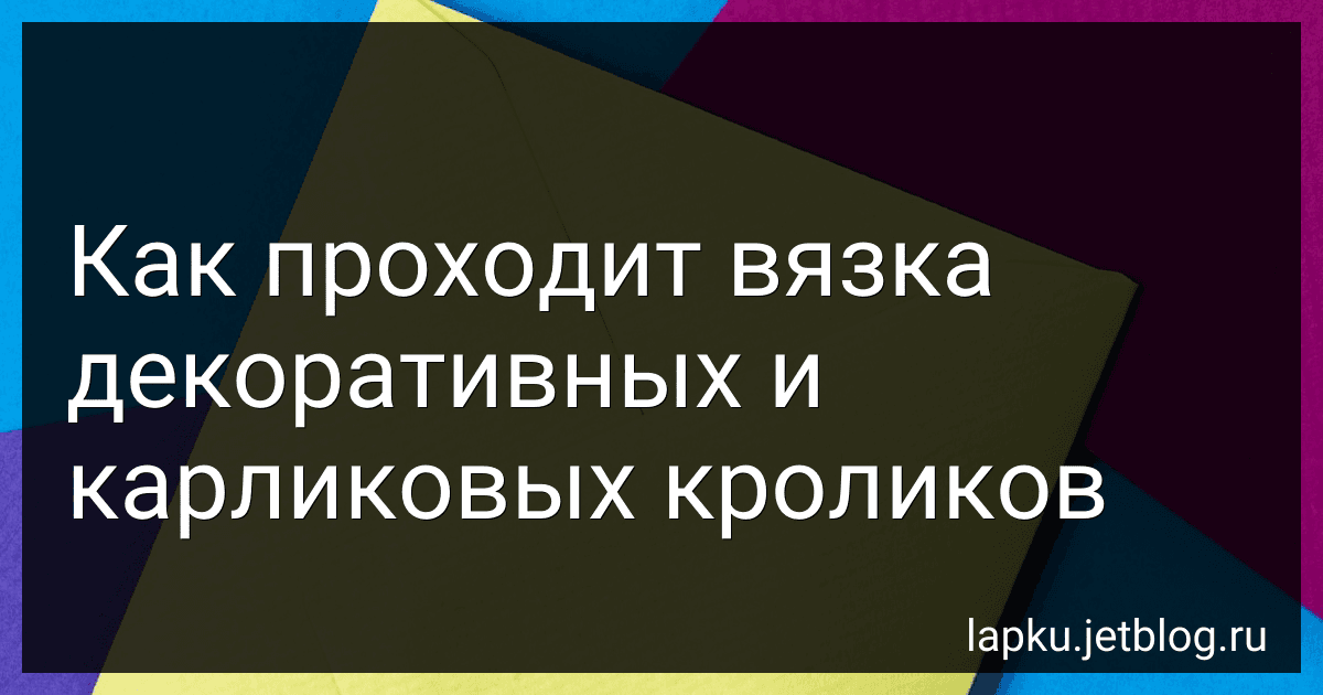 Как проходит вязка декоративных и карликовых кроликов image