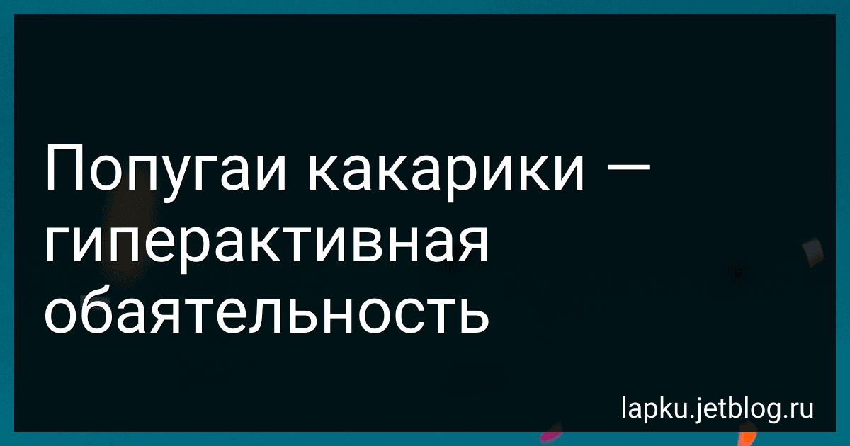 Попугаи какарики - гиперактивная обаятельность image