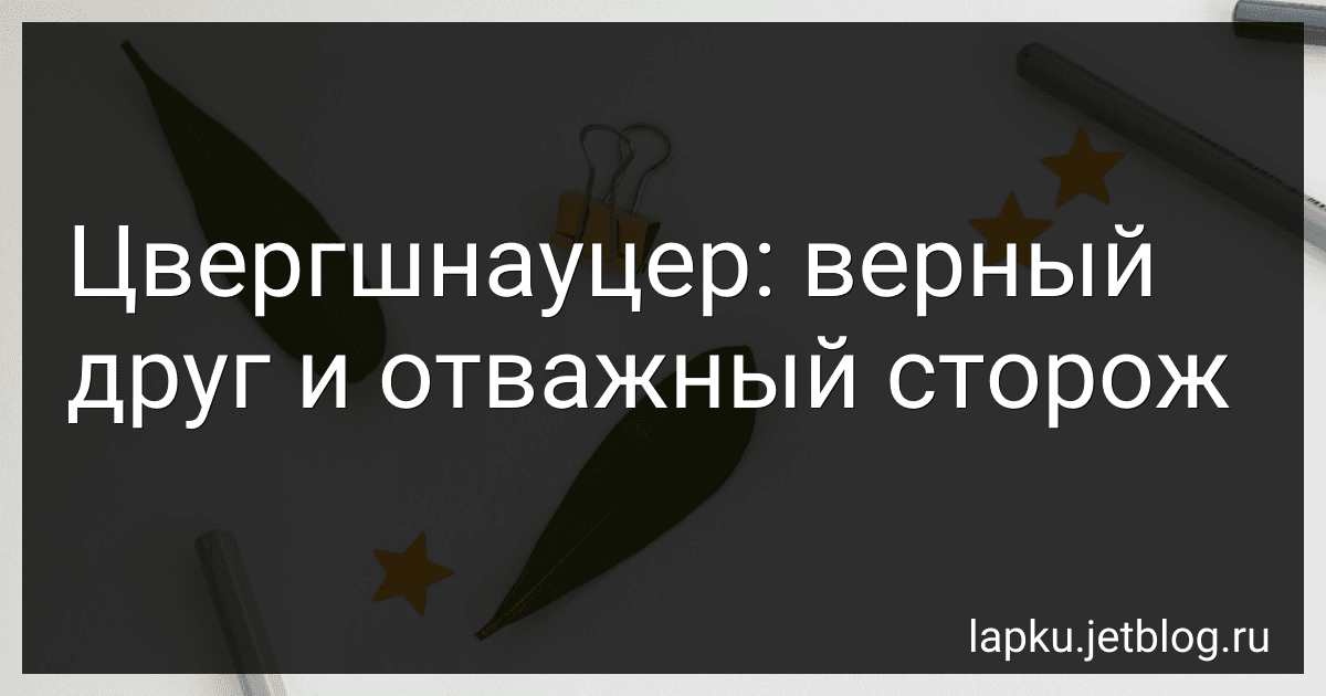 Цвергшнауцер: верный друг и отважный сторож image