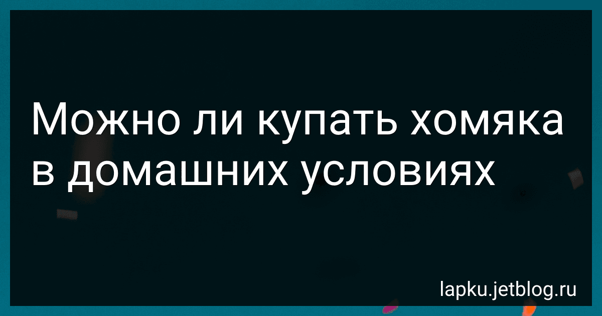 Можно ли купать хомяка в домашних условиях image