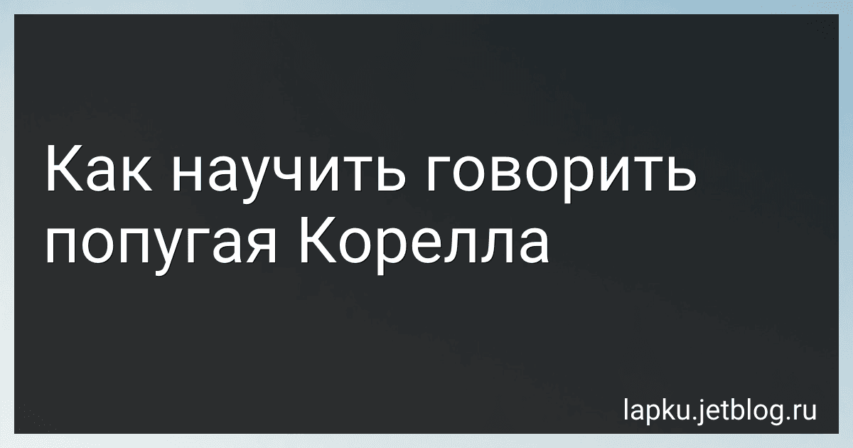 Как научить говорить попугая Корелла image