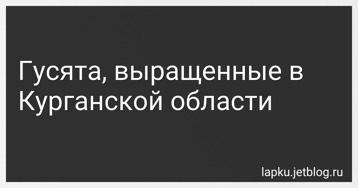 Гусята, выращенные в Курганской области image