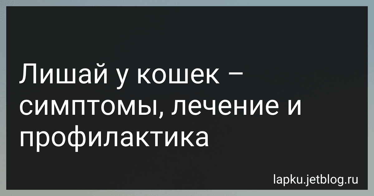 Лишай у кошек – симптомы, лечение и профилактика image