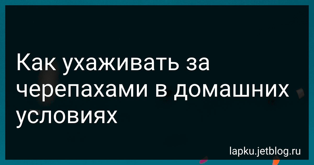 Как ухаживать за черепахами в домашних условиях image