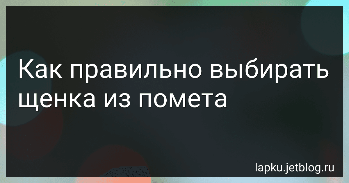 Как правильно выбирать щенка из помета preview