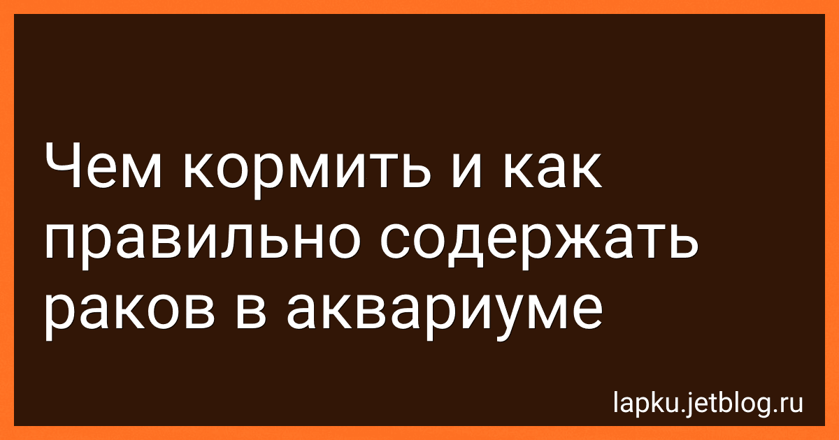 Чем кормить и как правильно содержать раков в аквариуме preview
