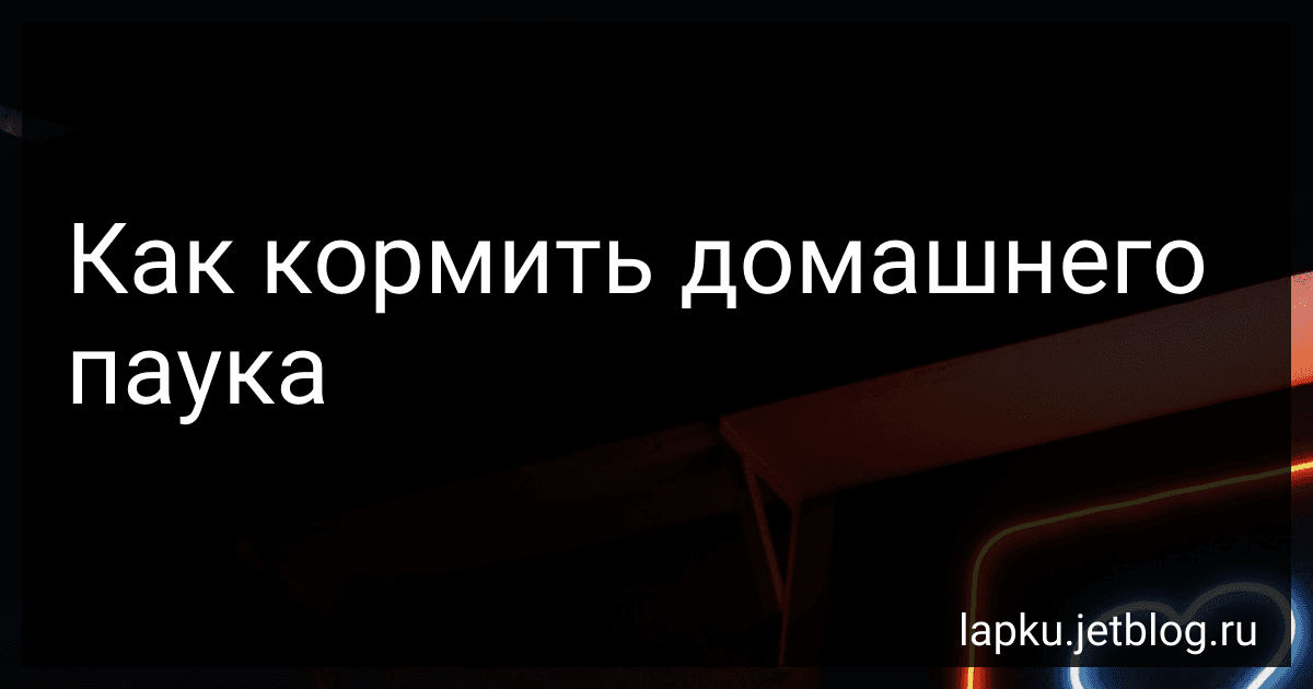 Как кормить домашнего паука image