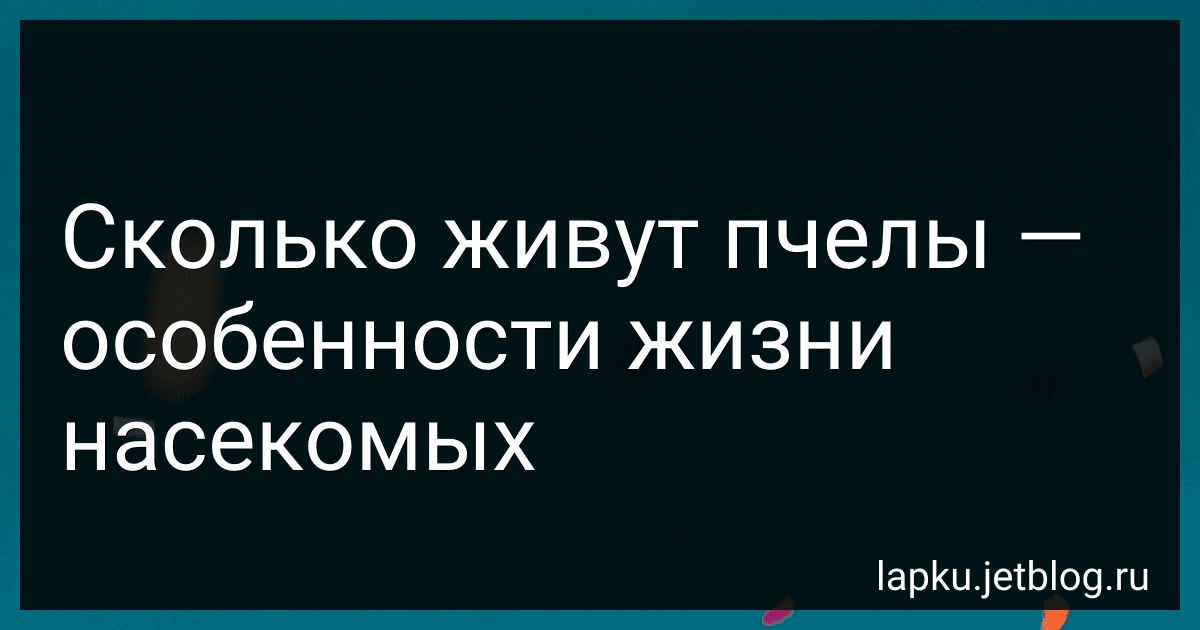 Сколько живут пчелы - особенности жизни насекомых image