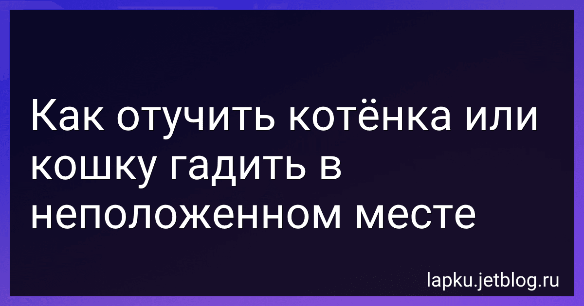 Как отучить котёнка или кошку гадить в неположенном месте image