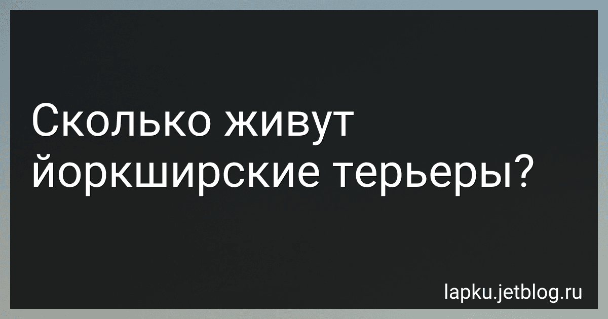 Сколько живут йоркширские терьеры? preview