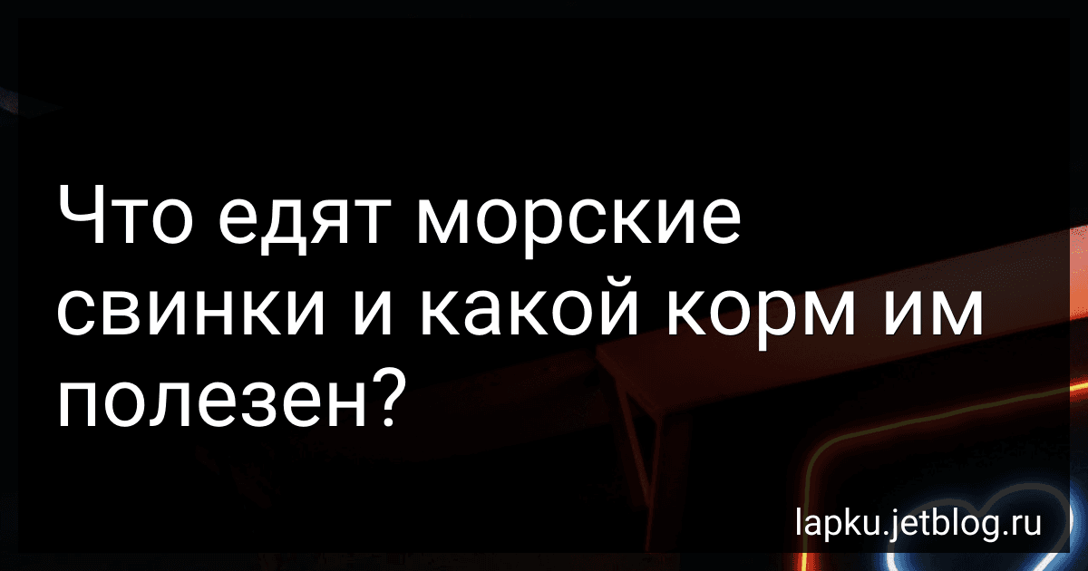 Что едят морские свинки и какой корм им полезен? image