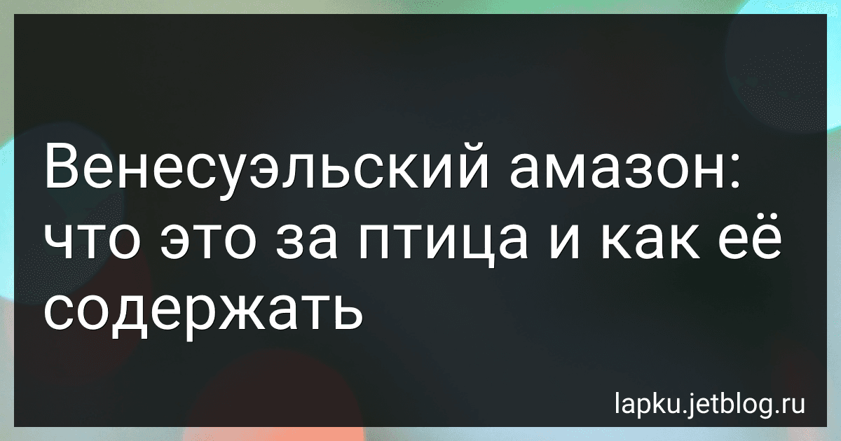 Венесуэльский амазон: что это за птица и как её содержать image