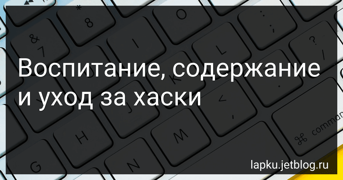 Воспитание, содержание и уход за хаски preview
