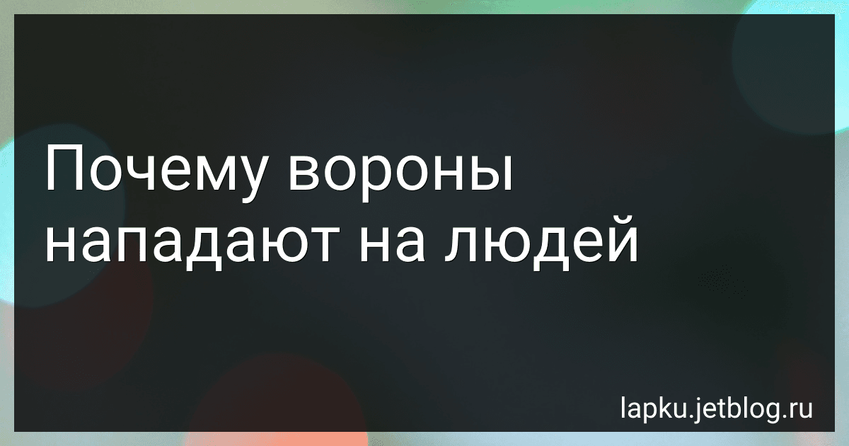 Почему вороны нападают на людей image