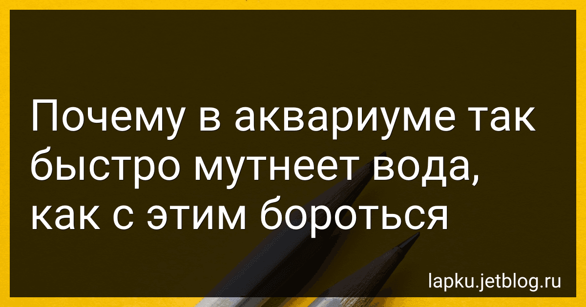 Почему в аквариуме так быстро мутнеет вода, как с этим бороться image