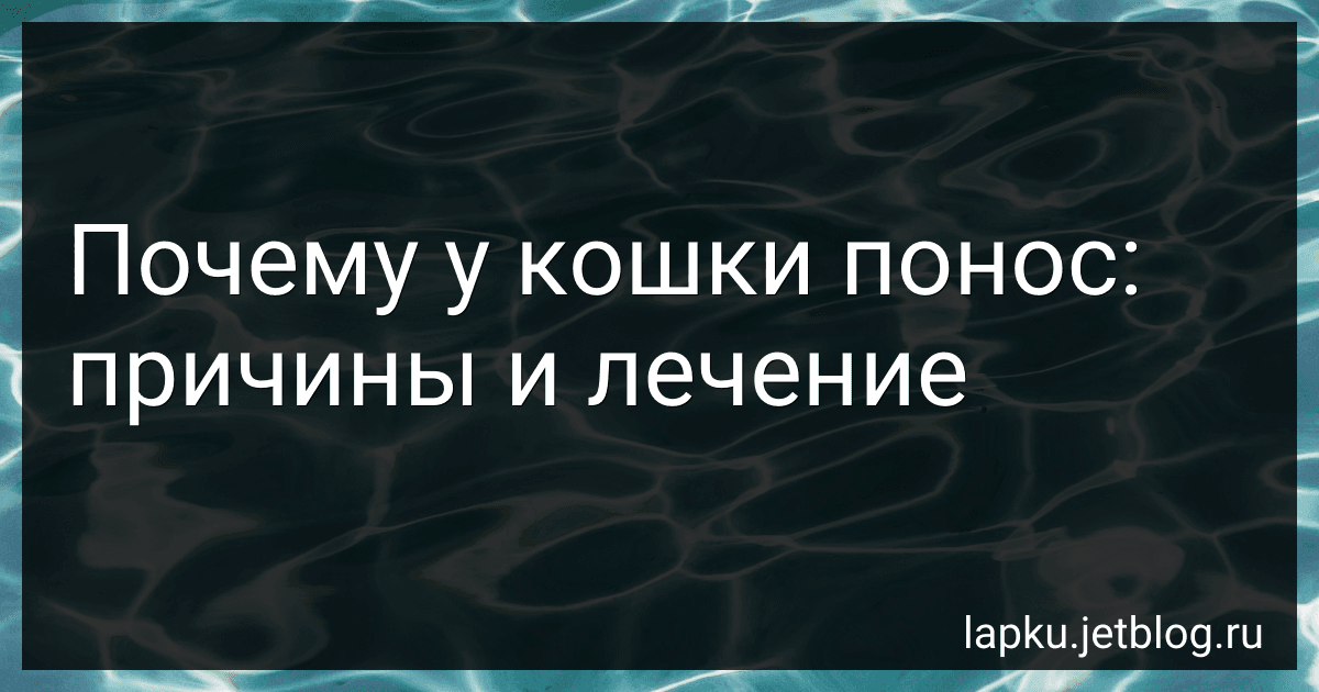 Почему у кошки понос: причины и лечение image