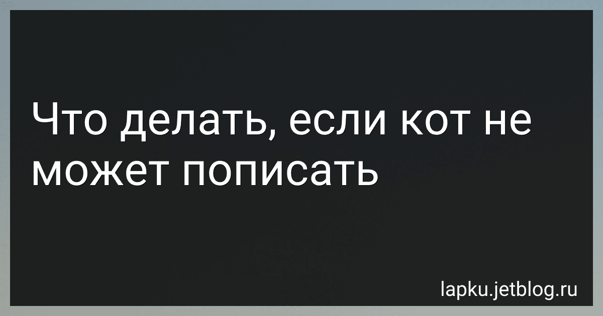 Что делать, если кот не может пописать image