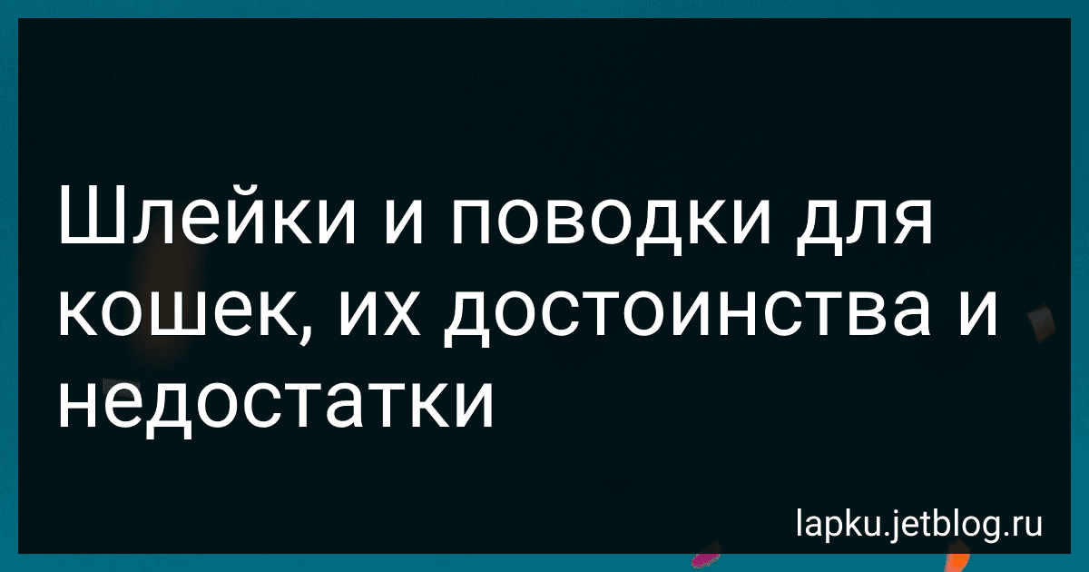 Шлейки и поводки для кошек, их достоинства и недостатки image