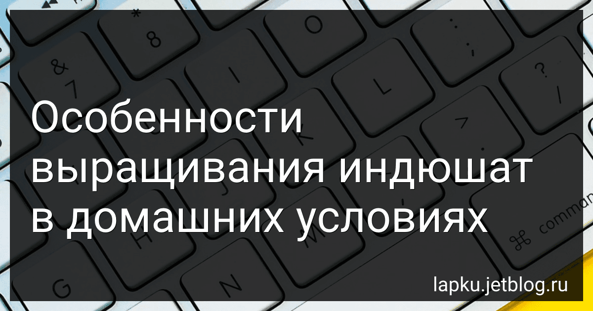 Особенности выращивания индюшат в домашних условиях image
