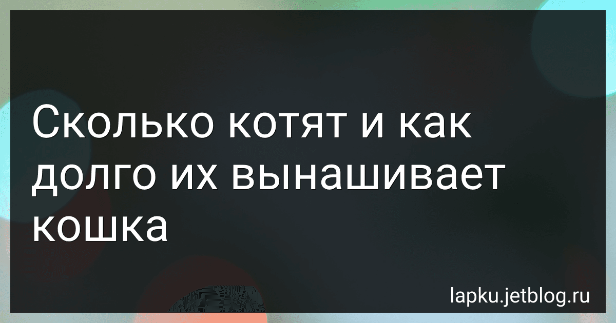 Сколько котят и как долго их вынашивает кошка image
