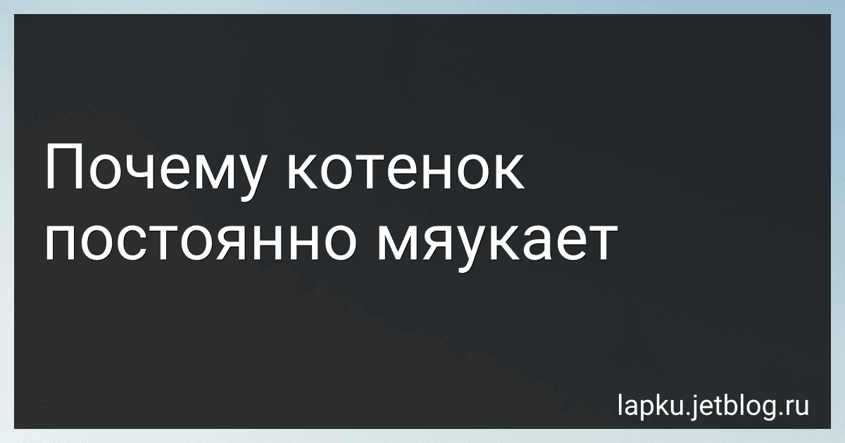 Почему котенок постоянно мяукает preview