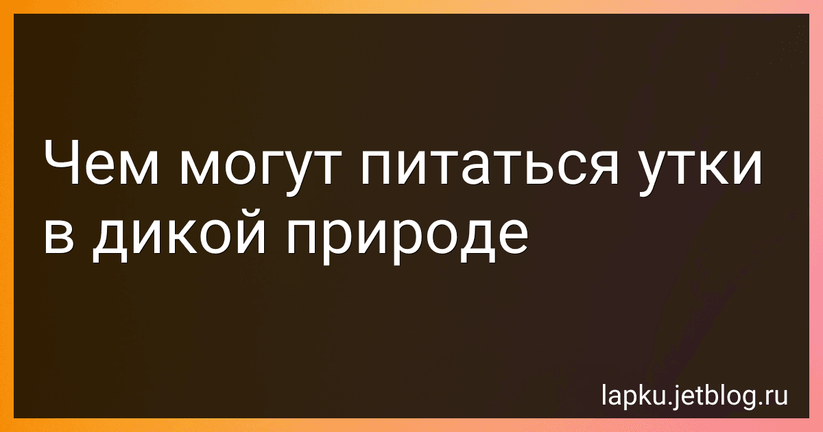 Чем могут питаться утки в дикой природе image