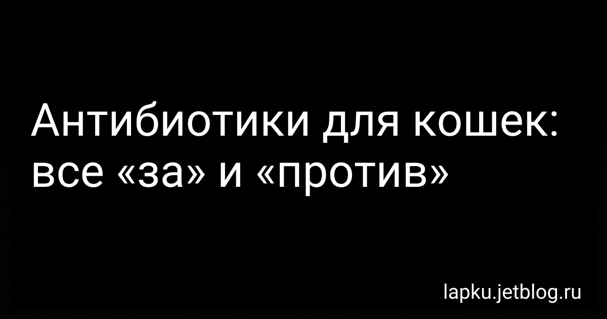 Антибиотики для кошек: все «за» и «против» image