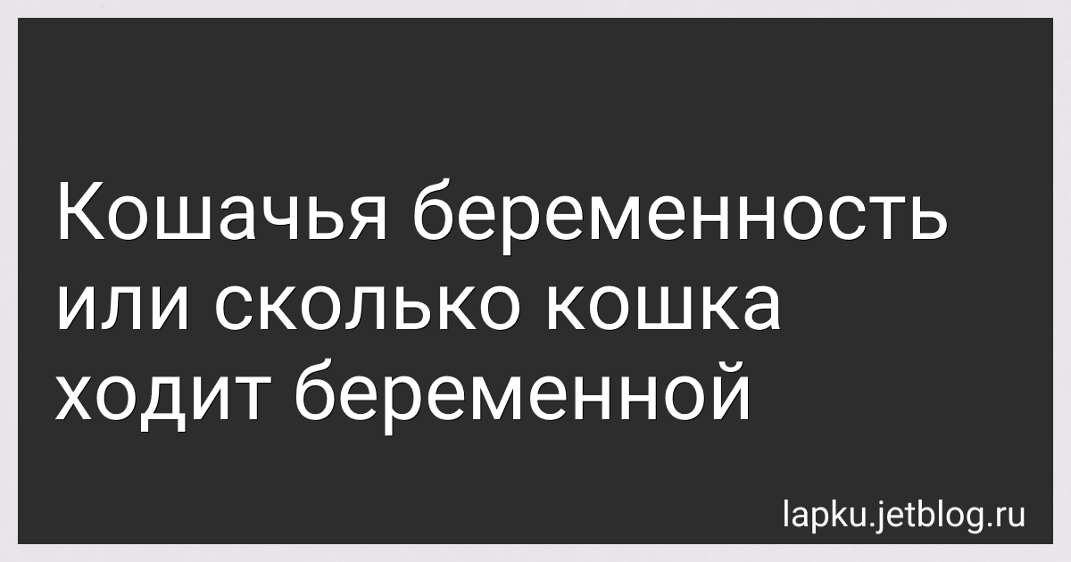 Кошачья беременность или сколько кошка ходит беременной image