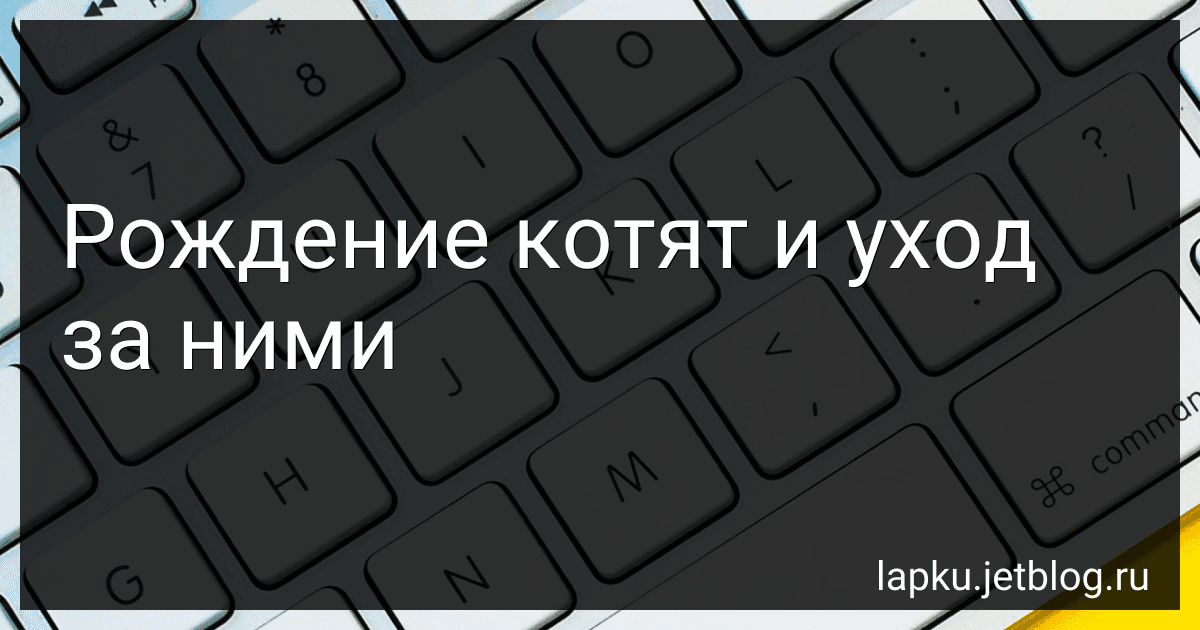 Рождение котят и уход за ними image